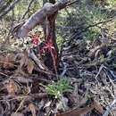 Image of Blood spider orchid