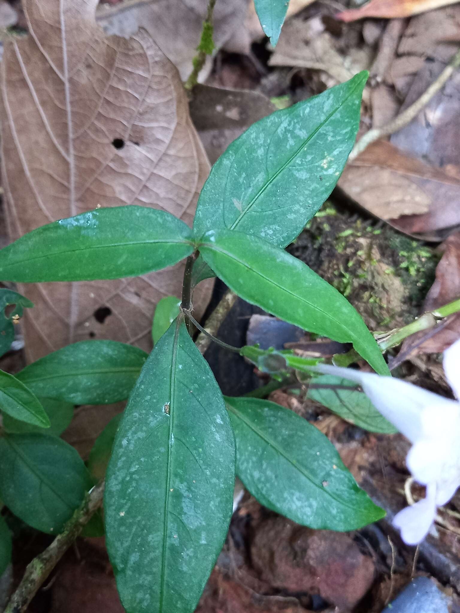 صورة Ruellia rubra Aubl.