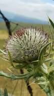 Image of woolly thistle