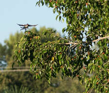 Image of Pin-tailed Whydah