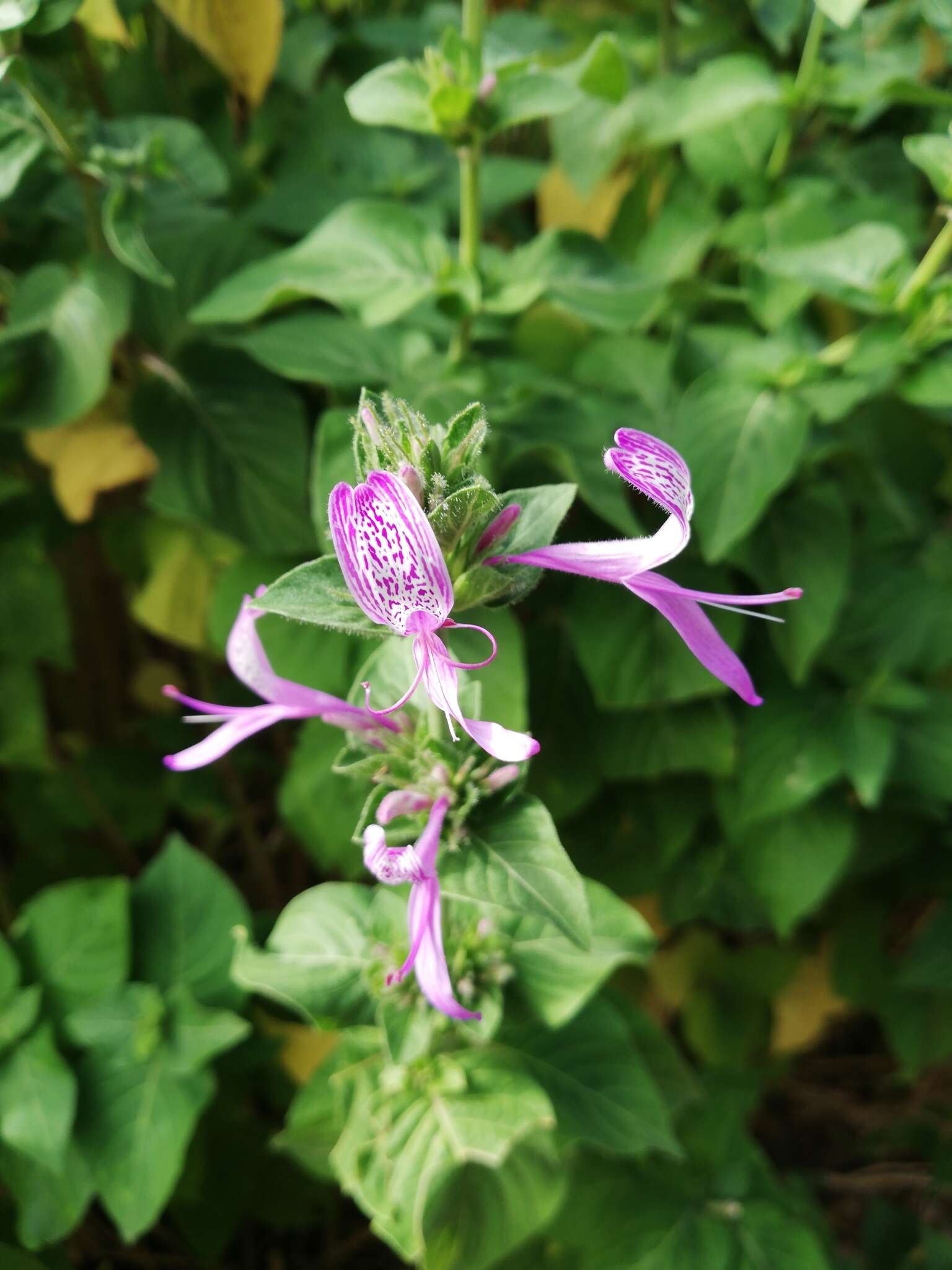 Image of Purple ribbon bush