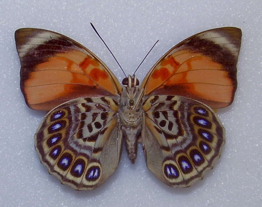 Image of Agrias claudina