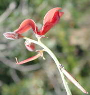 Слика од Indigofera candicans Aiton