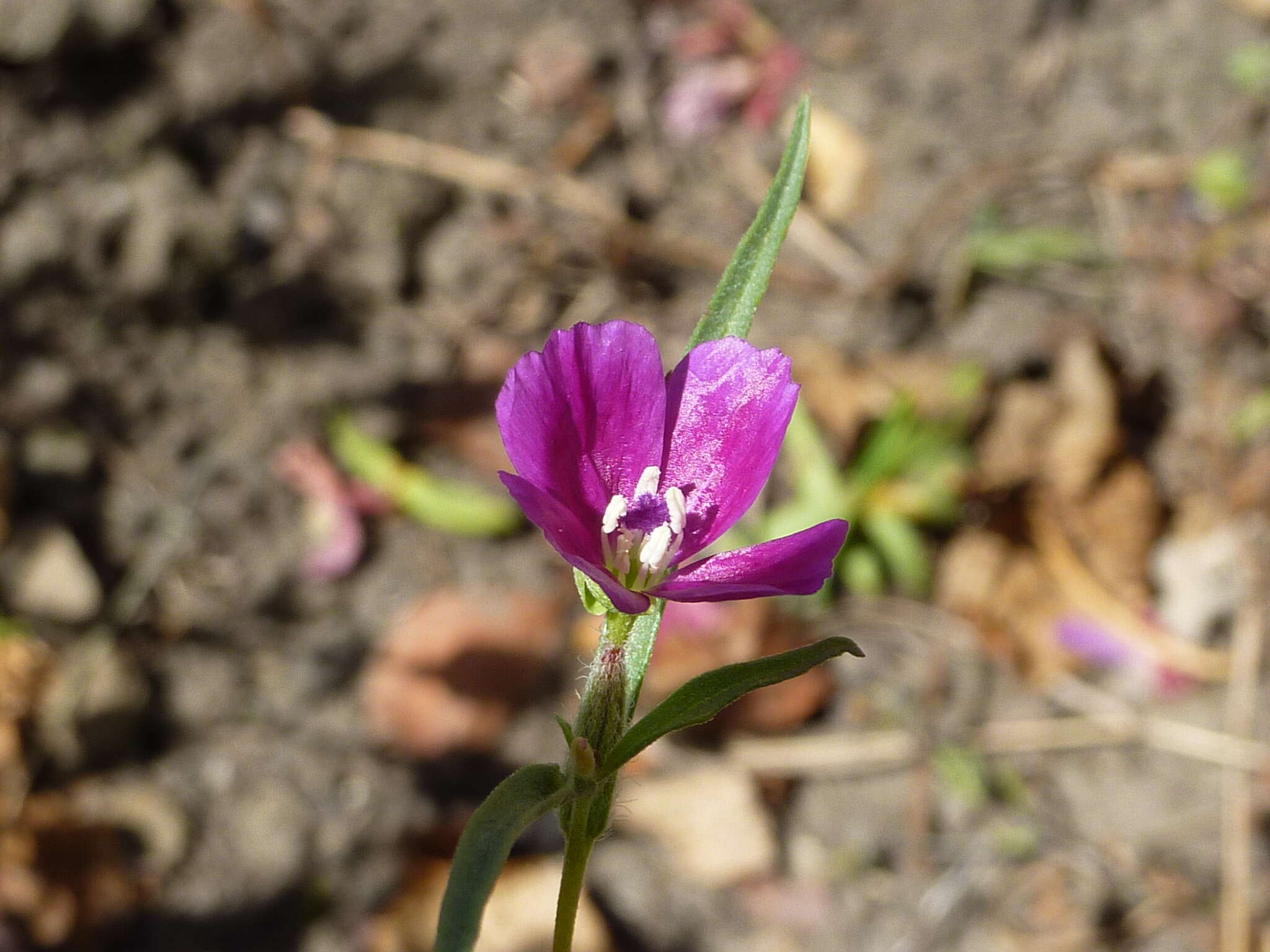 Image of winecup clarkia