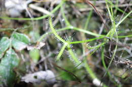 Image of Drosera binata Labill.