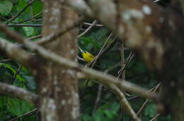 Image of Black-lored Yellowthroat