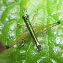 Image of Paramastax annulipes Hebard 1924