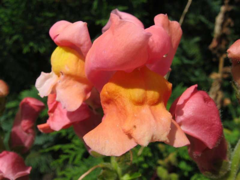 Image of garden snapdragon