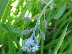 Слика од Myosotis arvensis (L.) Hill