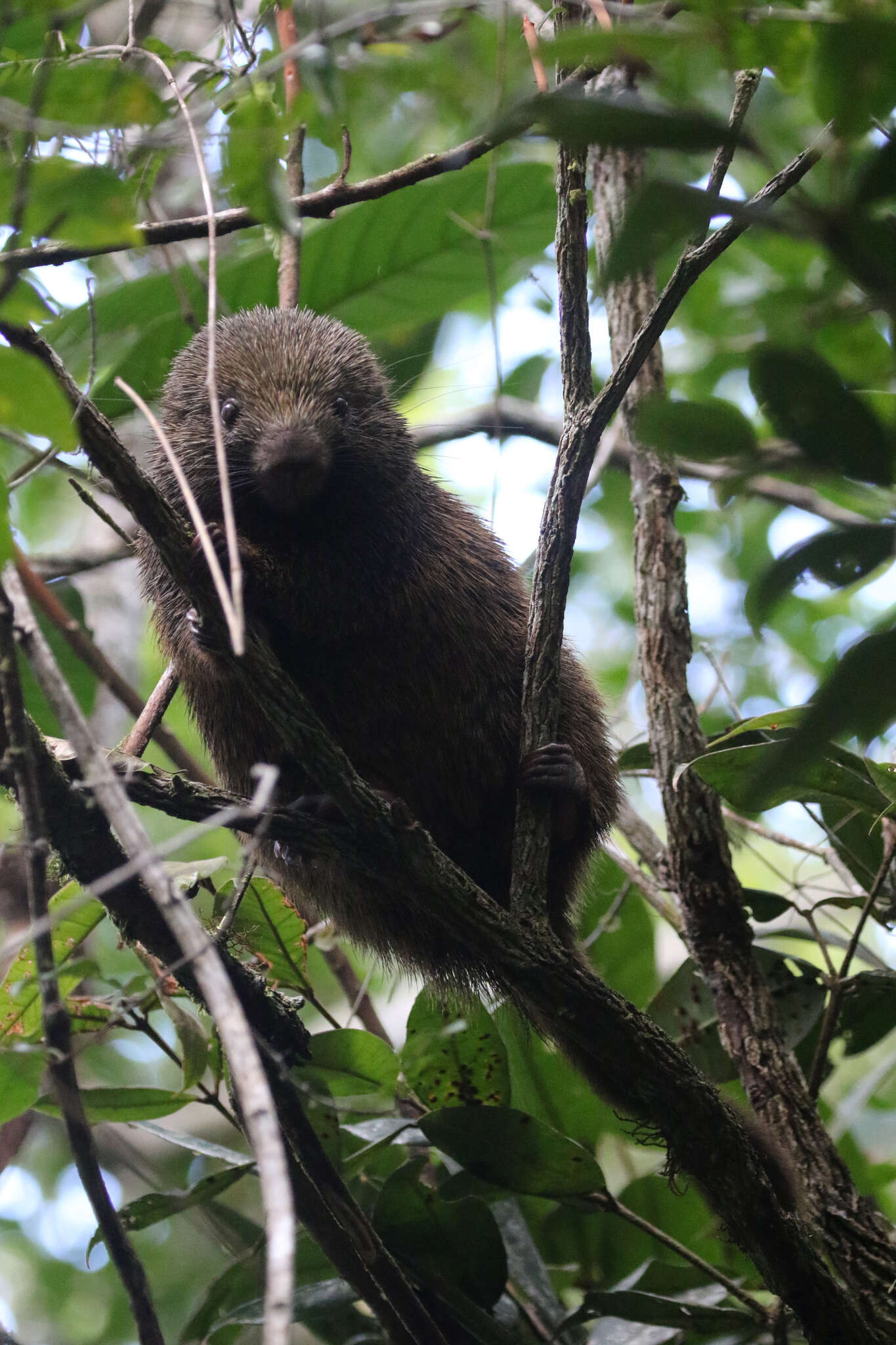 Image of Bristle-spined Porcupine