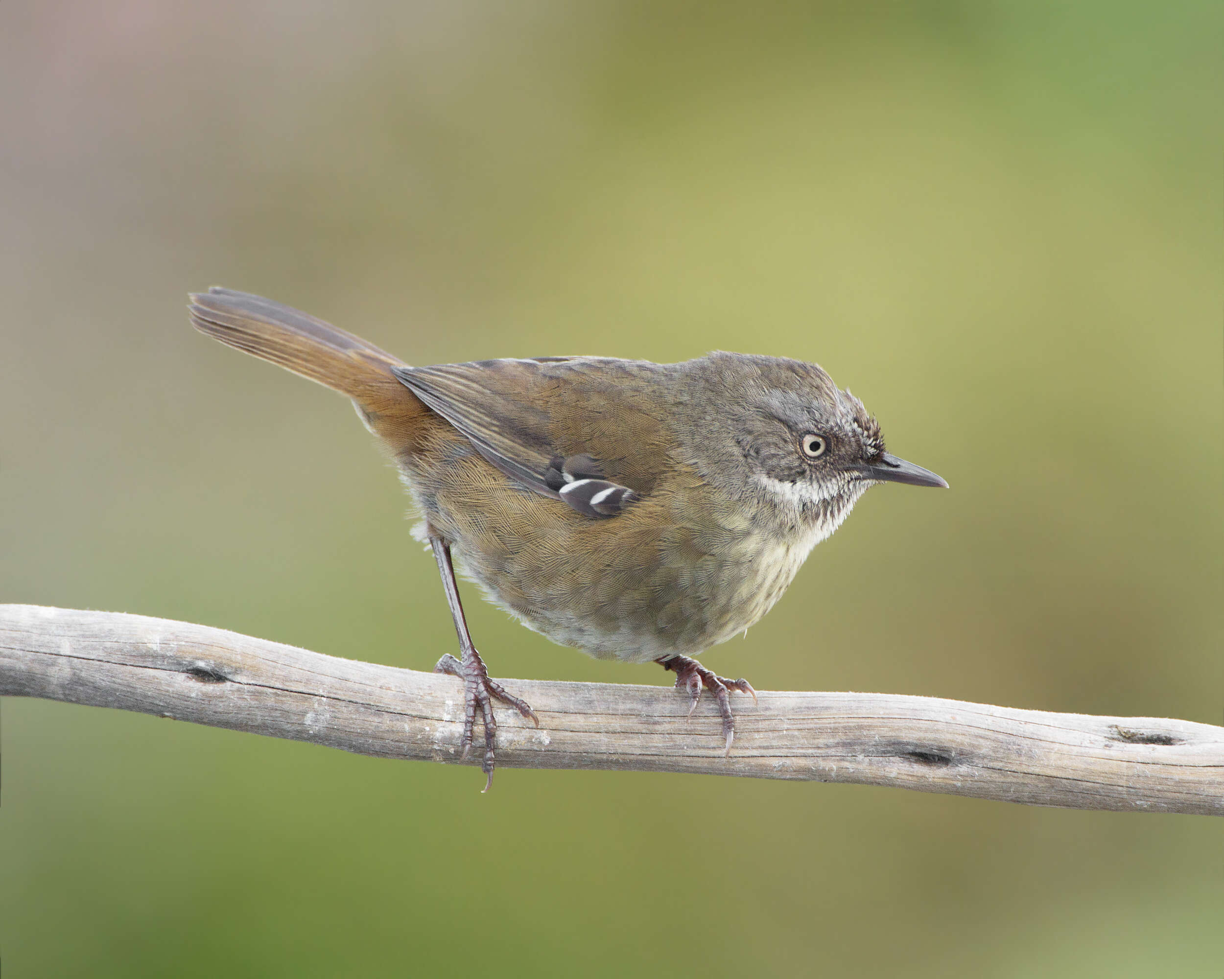 Image of Brown Scrubwren