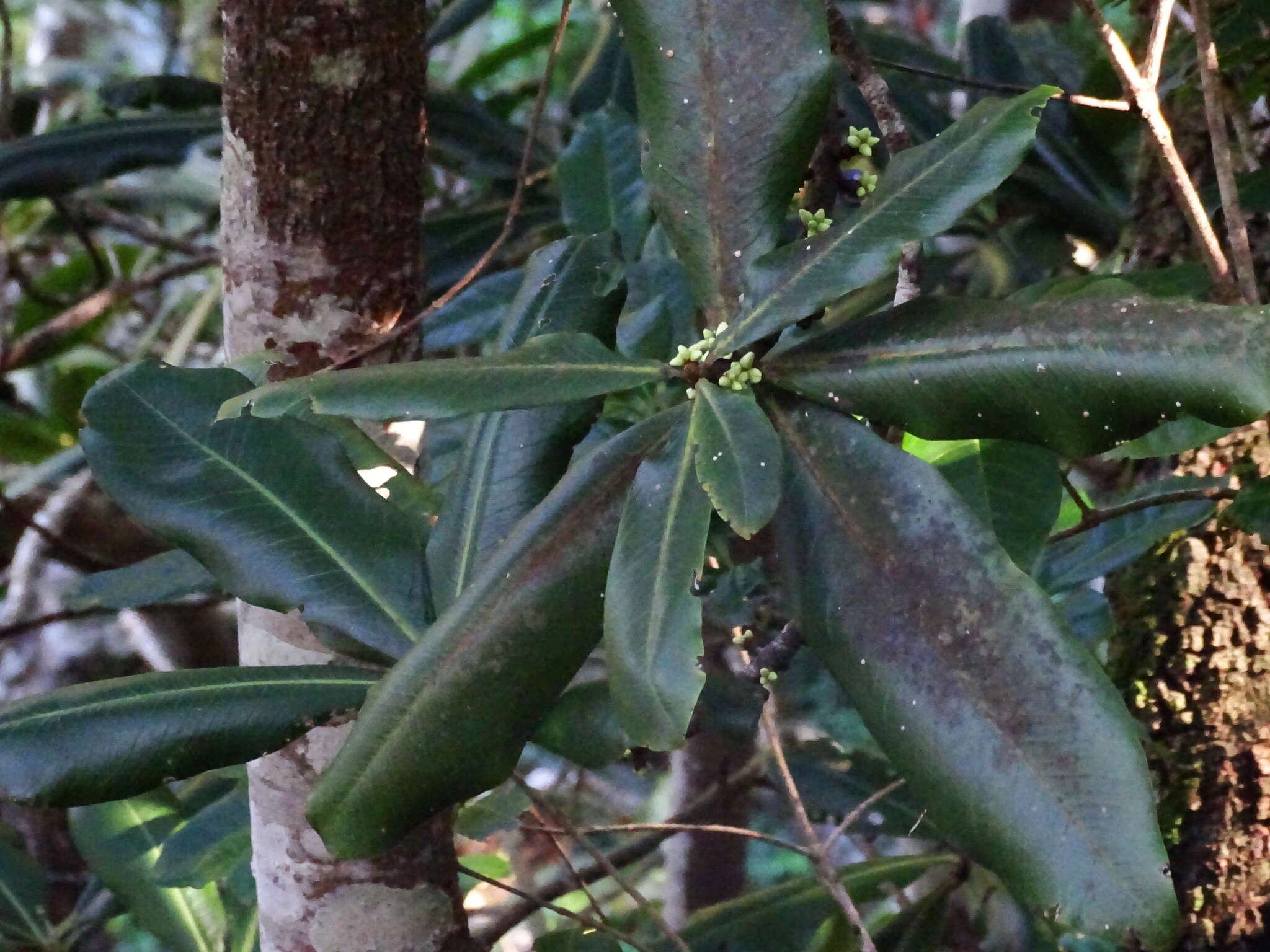Image of Pleiomeris canariensis (Willd.) A. DC.