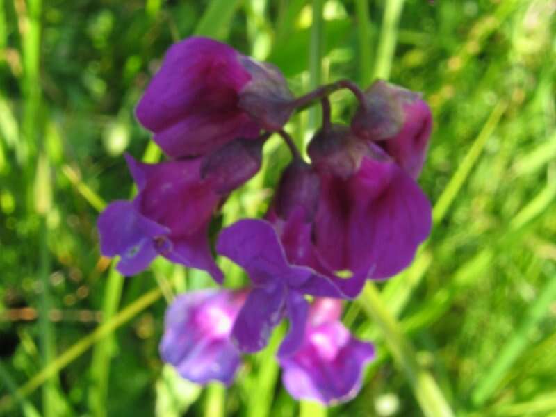 Image of spring pea