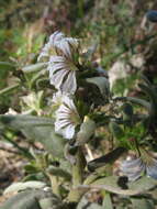 Imagem de Scaevola canescens Benth.