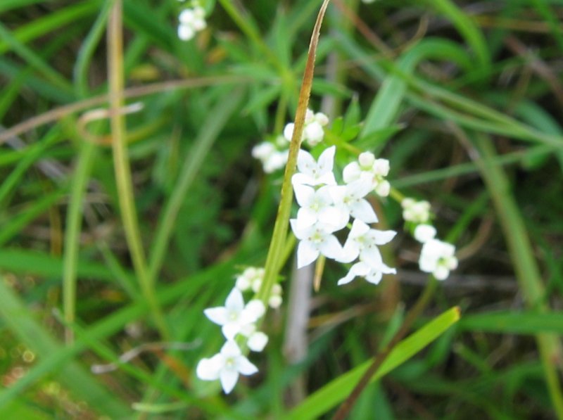 Galium uliginosum (rights holder: No machine-readable author provided. Fabelfroh assumed (based on copyright claims).)