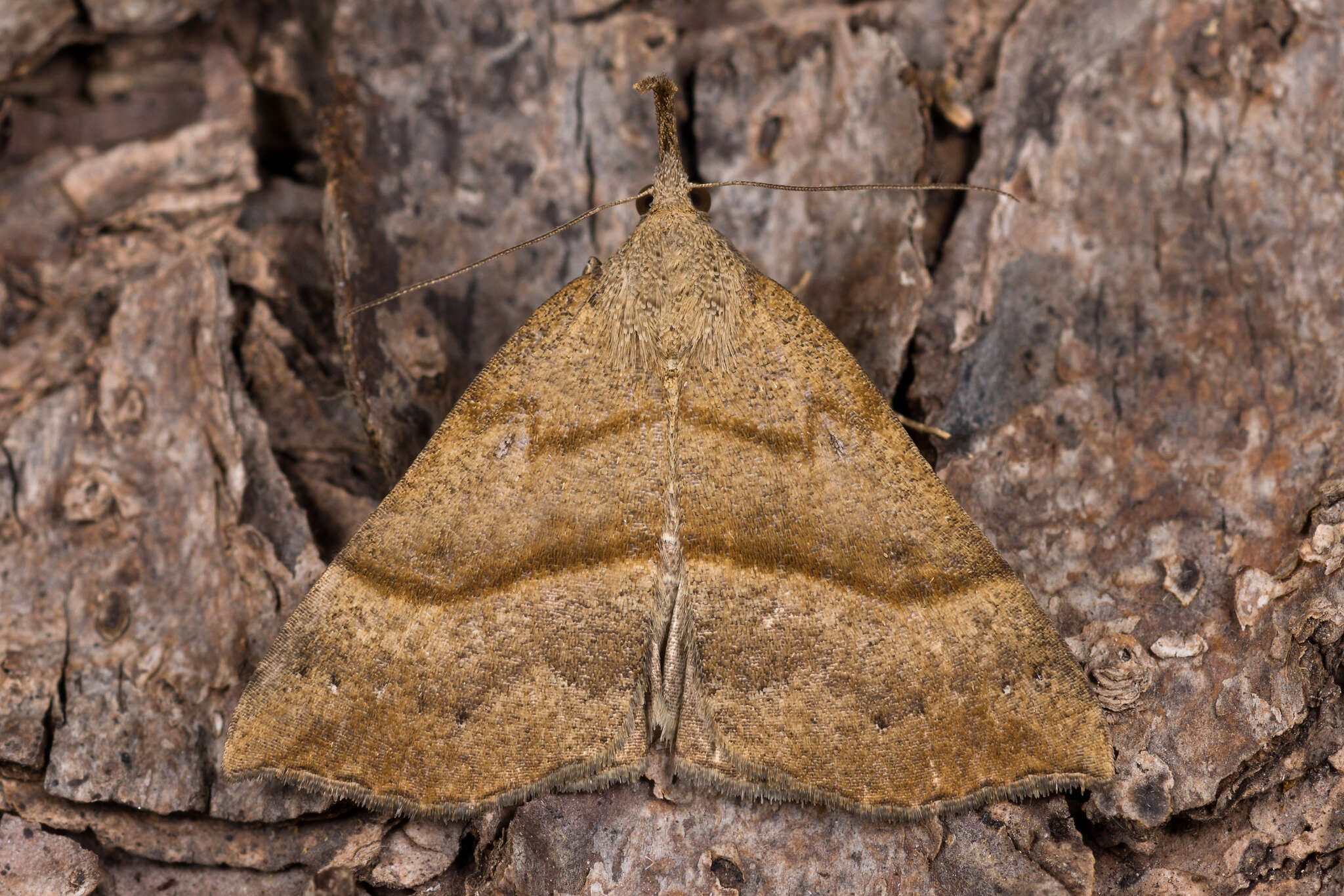 Imagem de Hypena proboscidalis Linnaeus