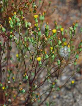 Image of Cleveland's desertdandelion