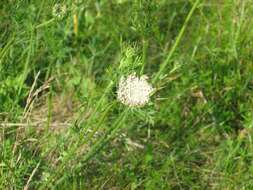 Image of Queen Anne's lace