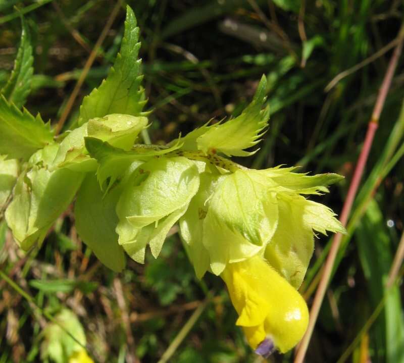 Rhinanthus angustifolius C. C. Gmelin resmi