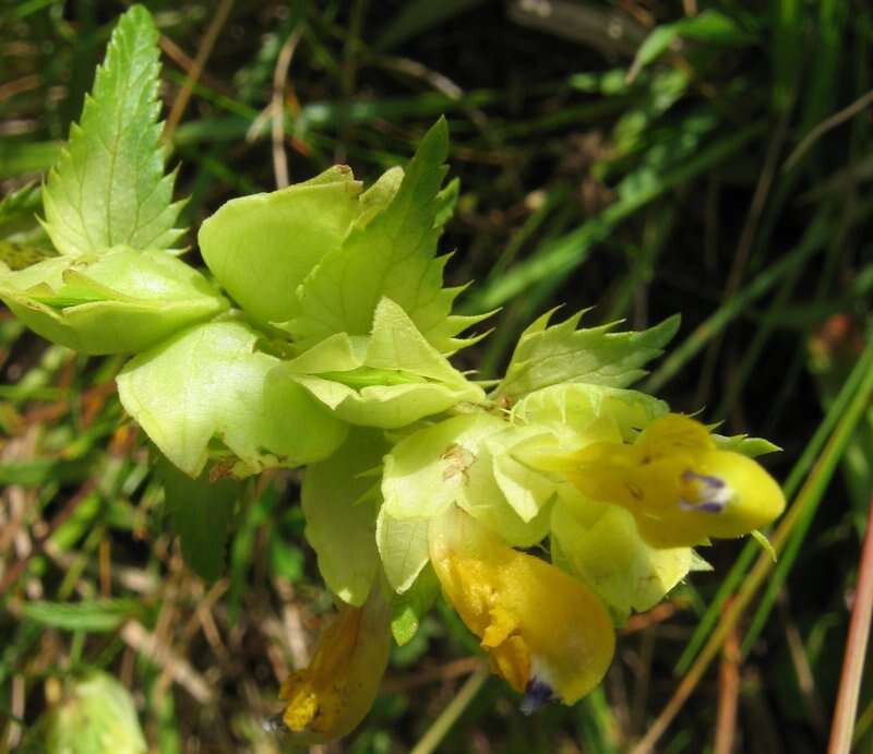 صورة Rhinanthus angustifolius C. C. Gmelin