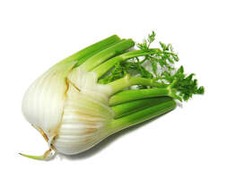 Image of fennel