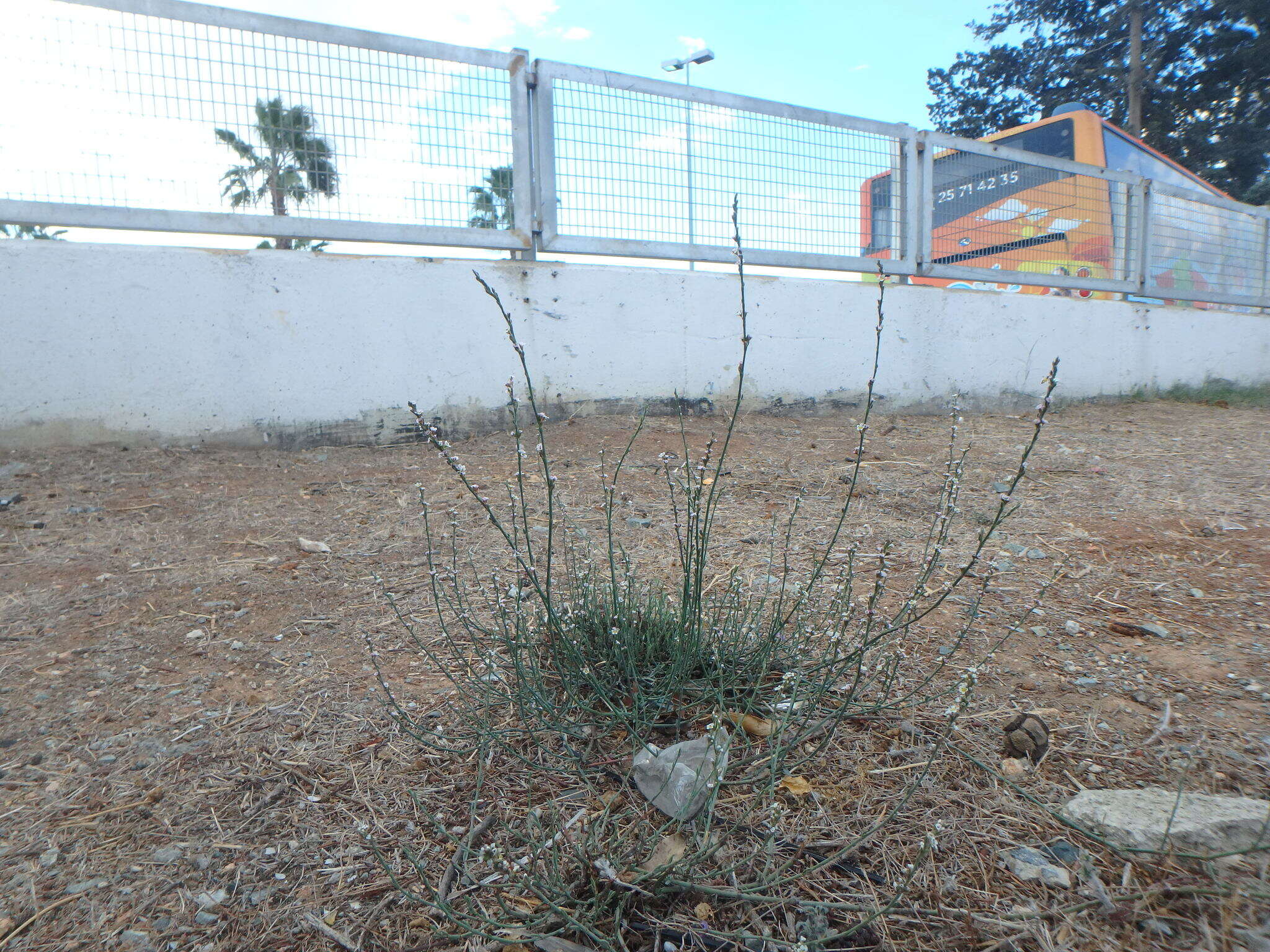 Image of Horsetail Knotweed