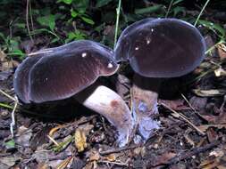 Image of Tylopilus alboater (Schwein.) Murrill 1909