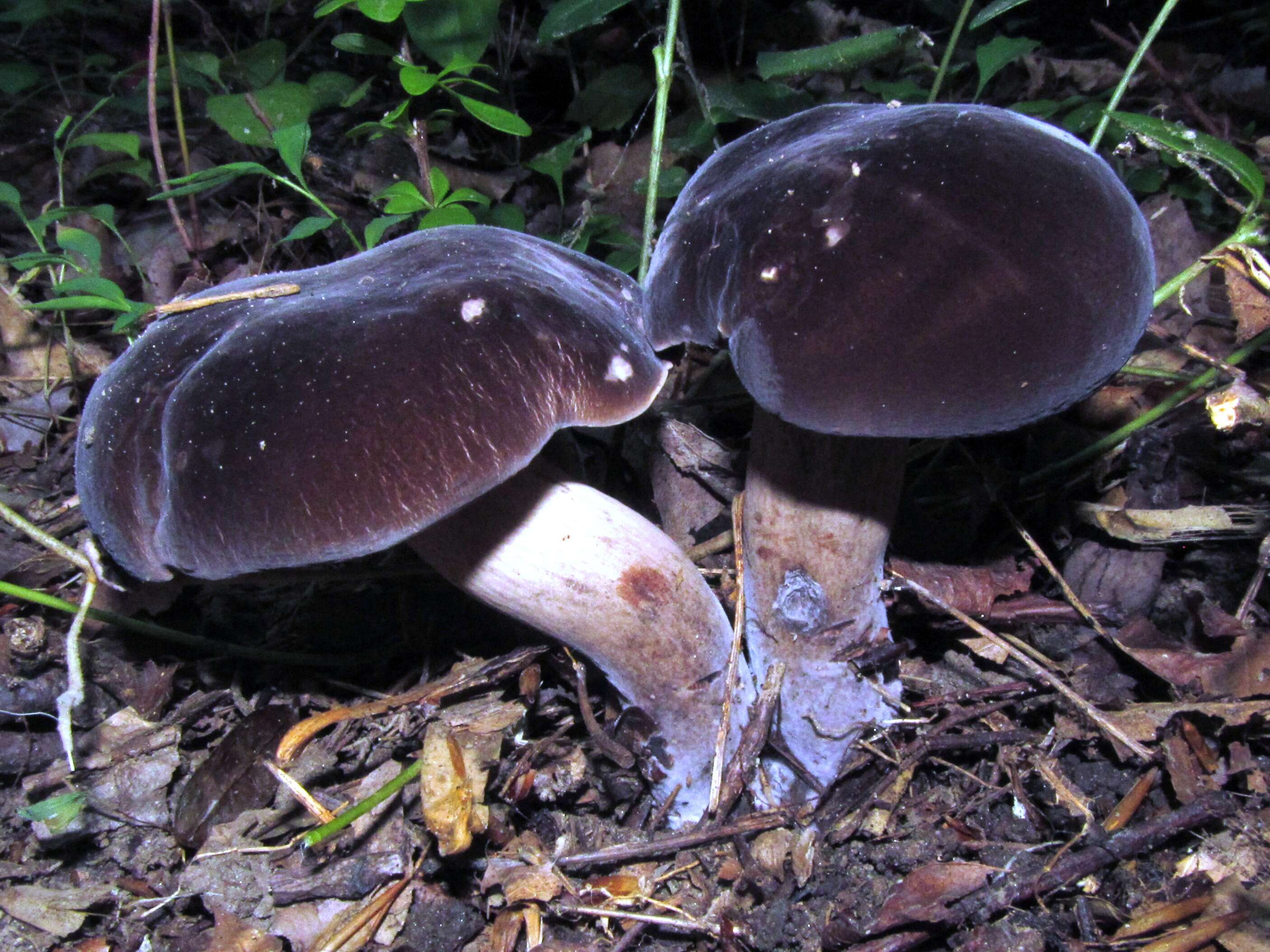 Image of Tylopilus alboater (Schwein.) Murrill 1909