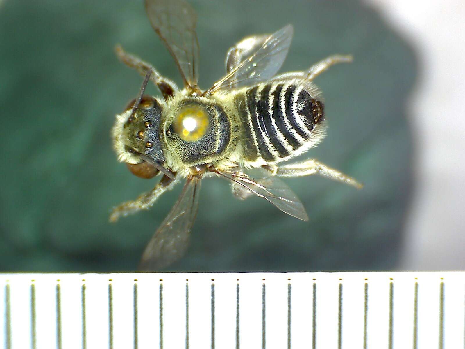 Image of Elegant leaf-cutter bee