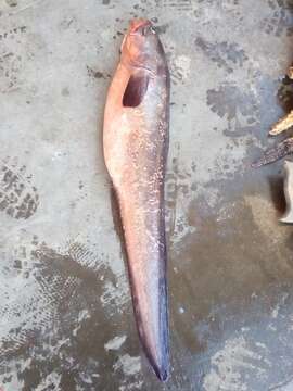 Image of Red cusk-eel