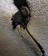 Image of little brown bat