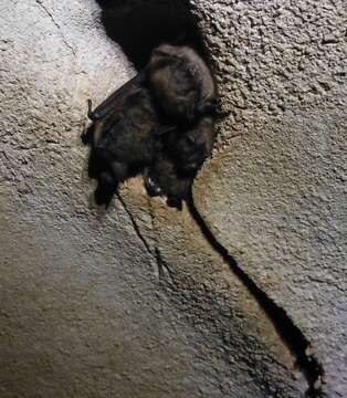 Image of little brown bat