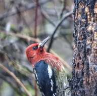 Image of Sphyrapicus ruber ruber (Gmelin & JF 1788)