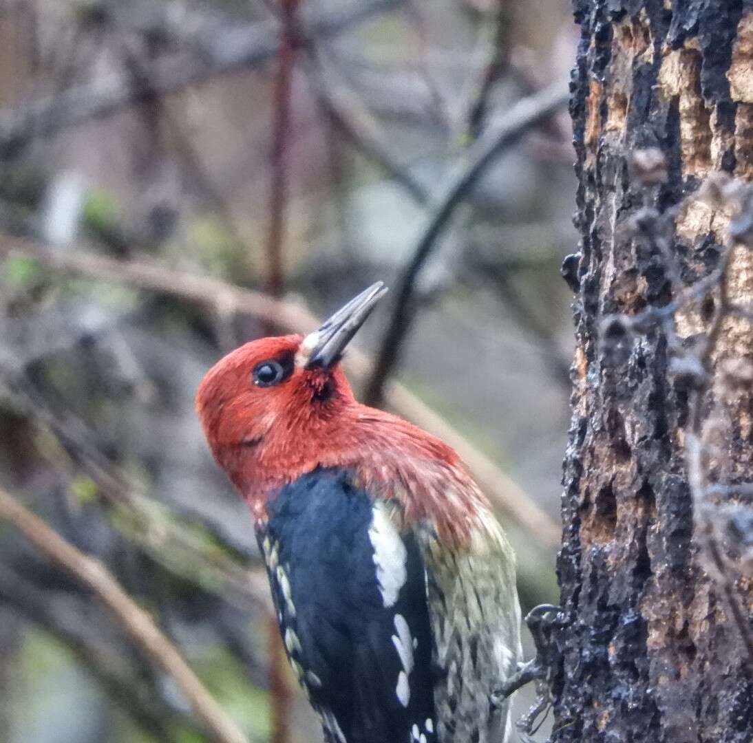 Sphyrapicus ruber ruber (Gmelin & JF 1788)的圖片