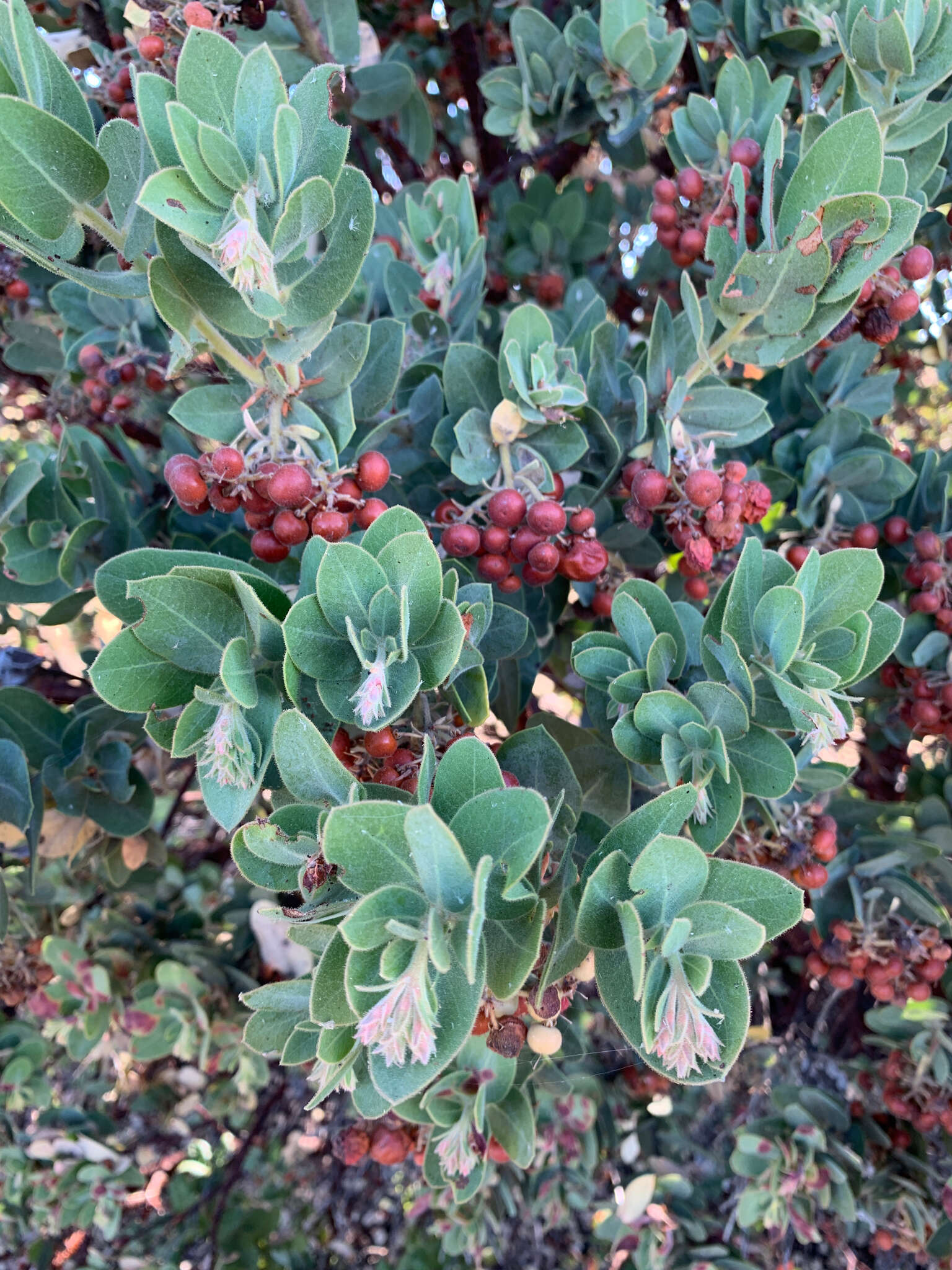 Image of Hoover's manzanita