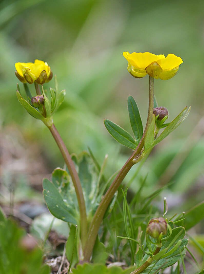 Image of Ranunculus albertii Regel & Schmalh.