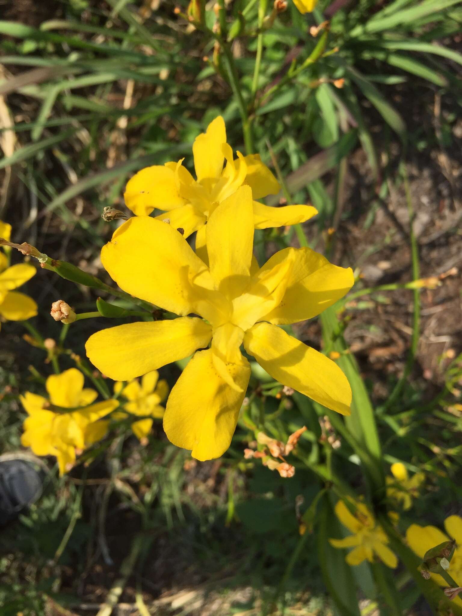 Image of Moraea ramosissima (L. fil.) Druce