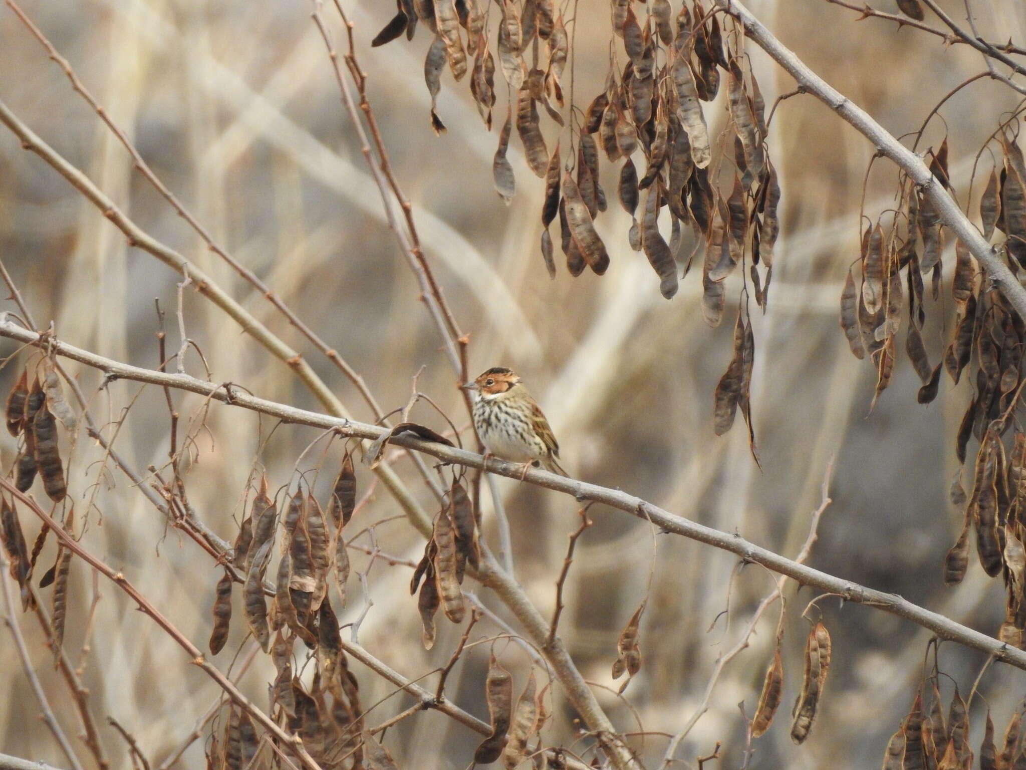 Image de Bruant nain