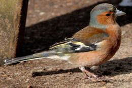 Image of Fringilla Linnaeus 1758