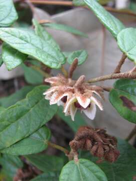 Imagem de Lasiopetalum macrophyllum R. Grah.