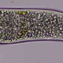 Слика од Homalozoon vermiculare