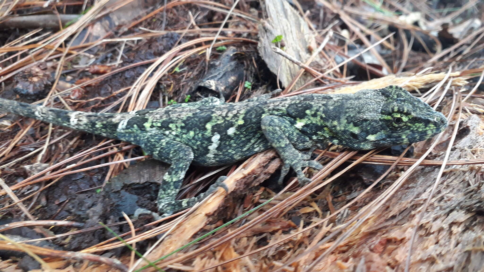 Image of Peters' anole