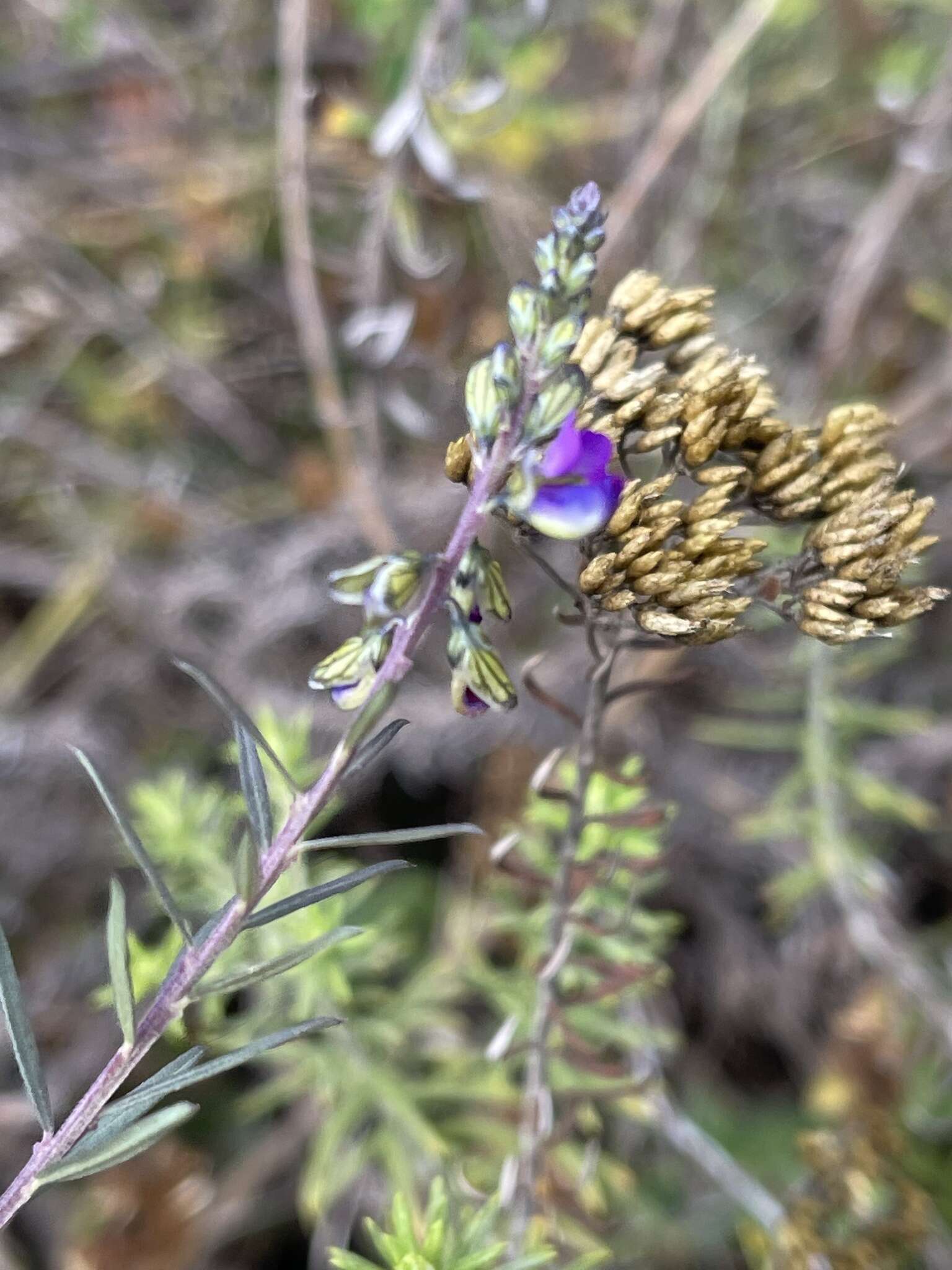 Polygala producta N. E. Br.的圖片