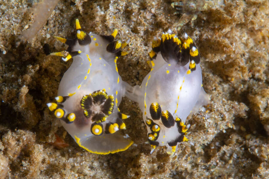 Image of Polycera tricolor Robilliard 1971