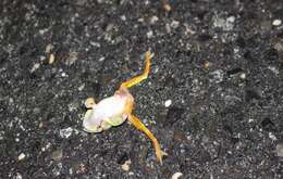 Image of Pine Barrens Treefrog