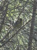 Image of Yellow Thornbill