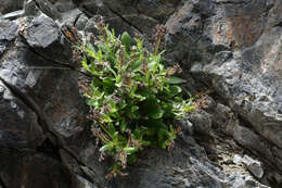 Image of Myosotis suavis Petrie