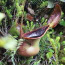 Imagem de Nepenthes lowii Hook. fil.