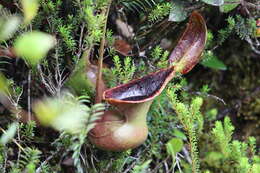 Слика од Nepenthes lowii Hook. fil.