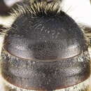 Image of Bee